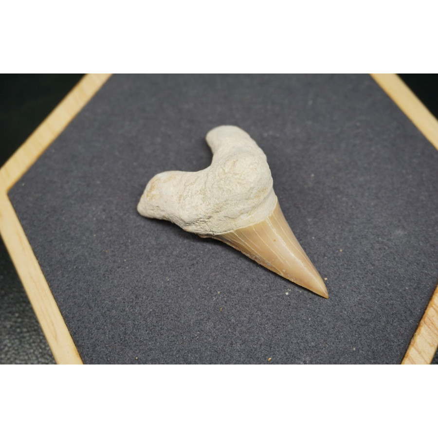 Fossile de Dent de Requin