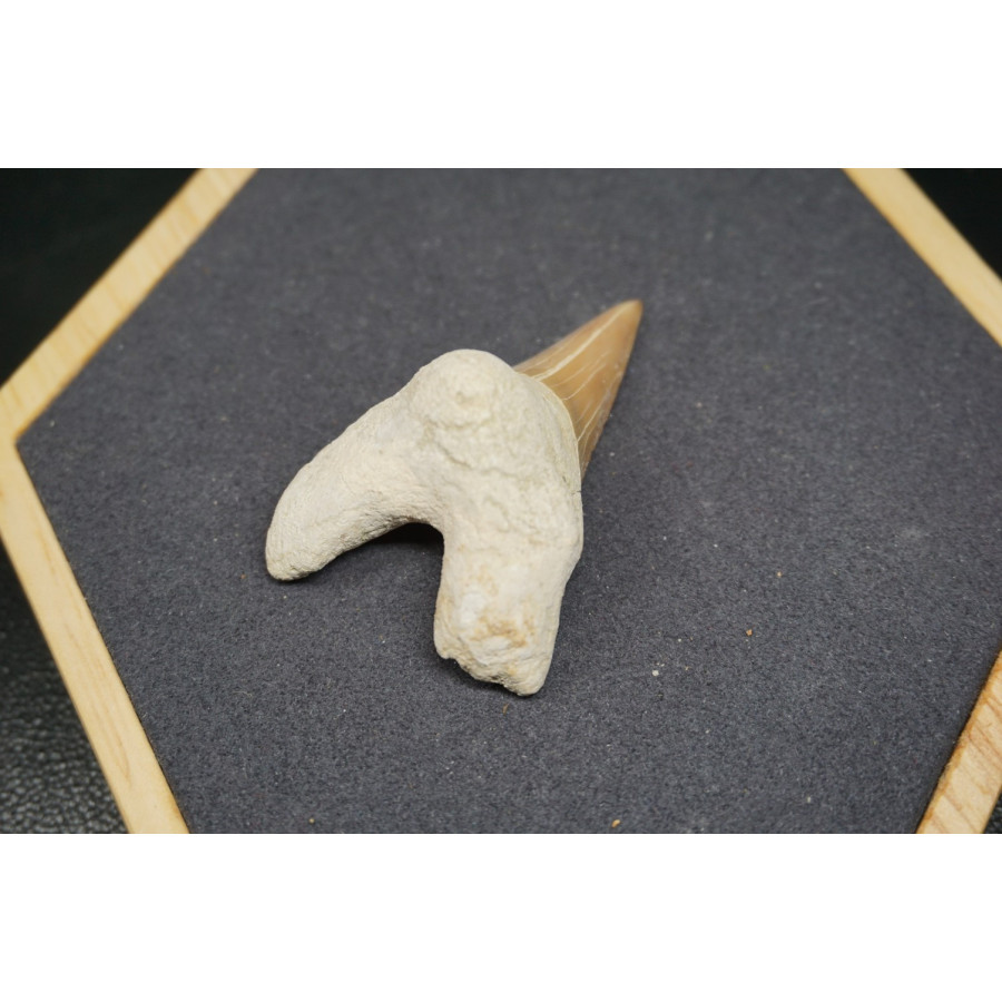 Fossile de Dent de Requin