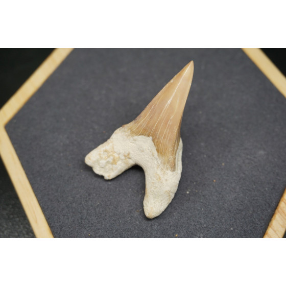 Fossile de Dent de Requin