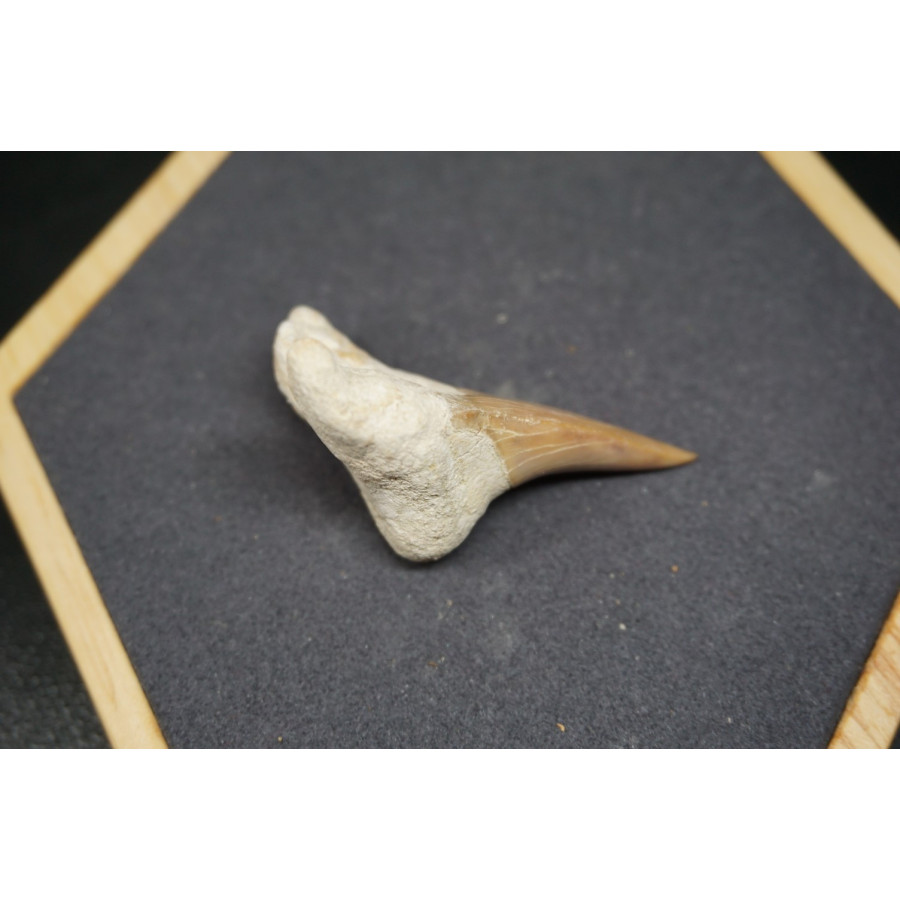 Fossile de Dent de Requin