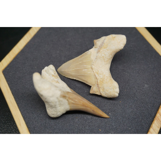 Fossile de Dent de Requin