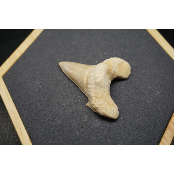 Fossile de Dent de Requin