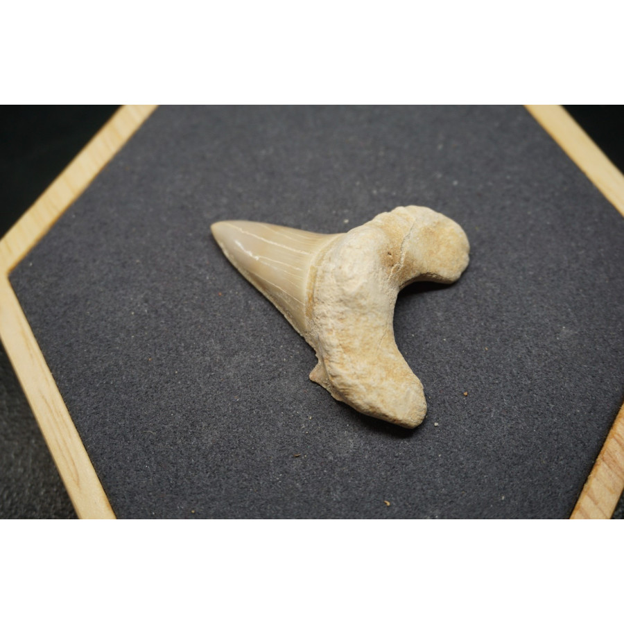 Fossile de Dent de Requin