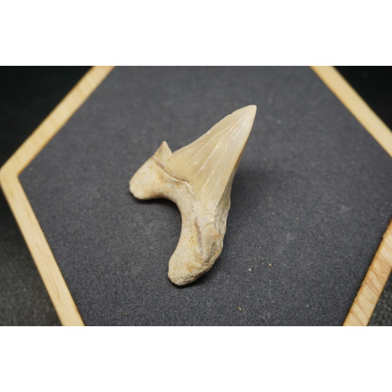 Fossile de Dent de Requin