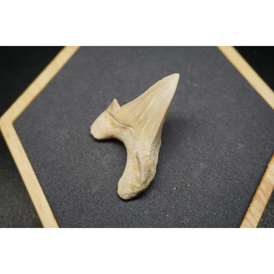 Fossile de Dent de Requin