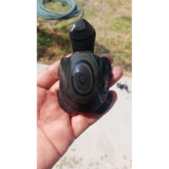 Tortue obsidienne Dorée